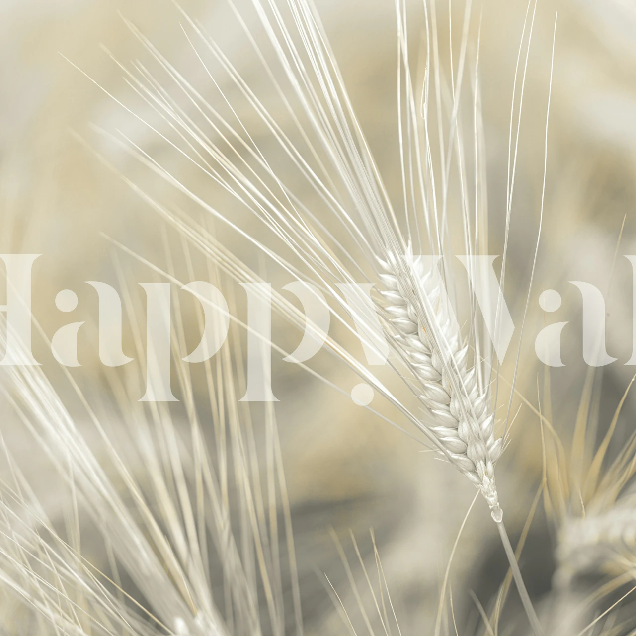 Wheat Wonders wallpaper displayed in a room