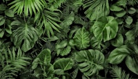 Lush Green Jungle Vibes tapeta