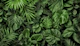 Lush Green Jungle Vibes