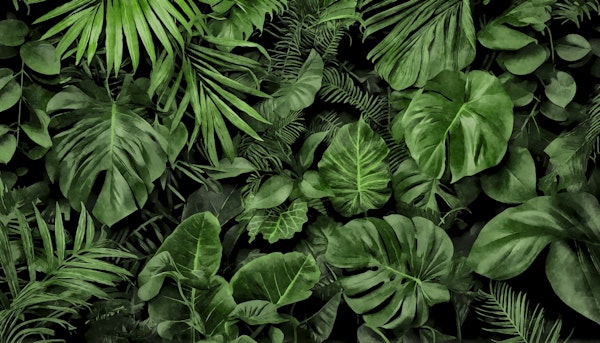 Lush Green Jungle Vibes