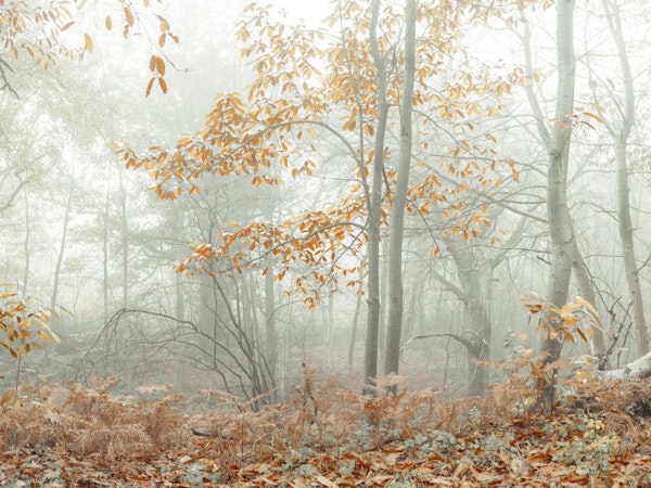 Misty Autumn Morning