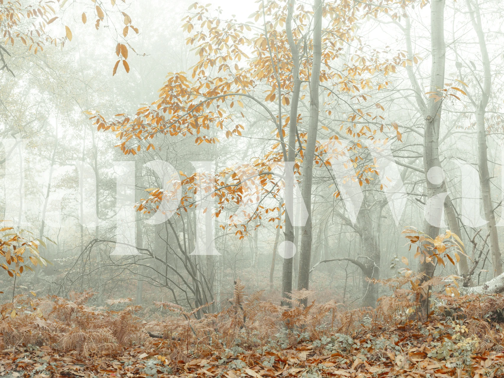 Misty autumn forest scene with orange leaves and fog wallpaper