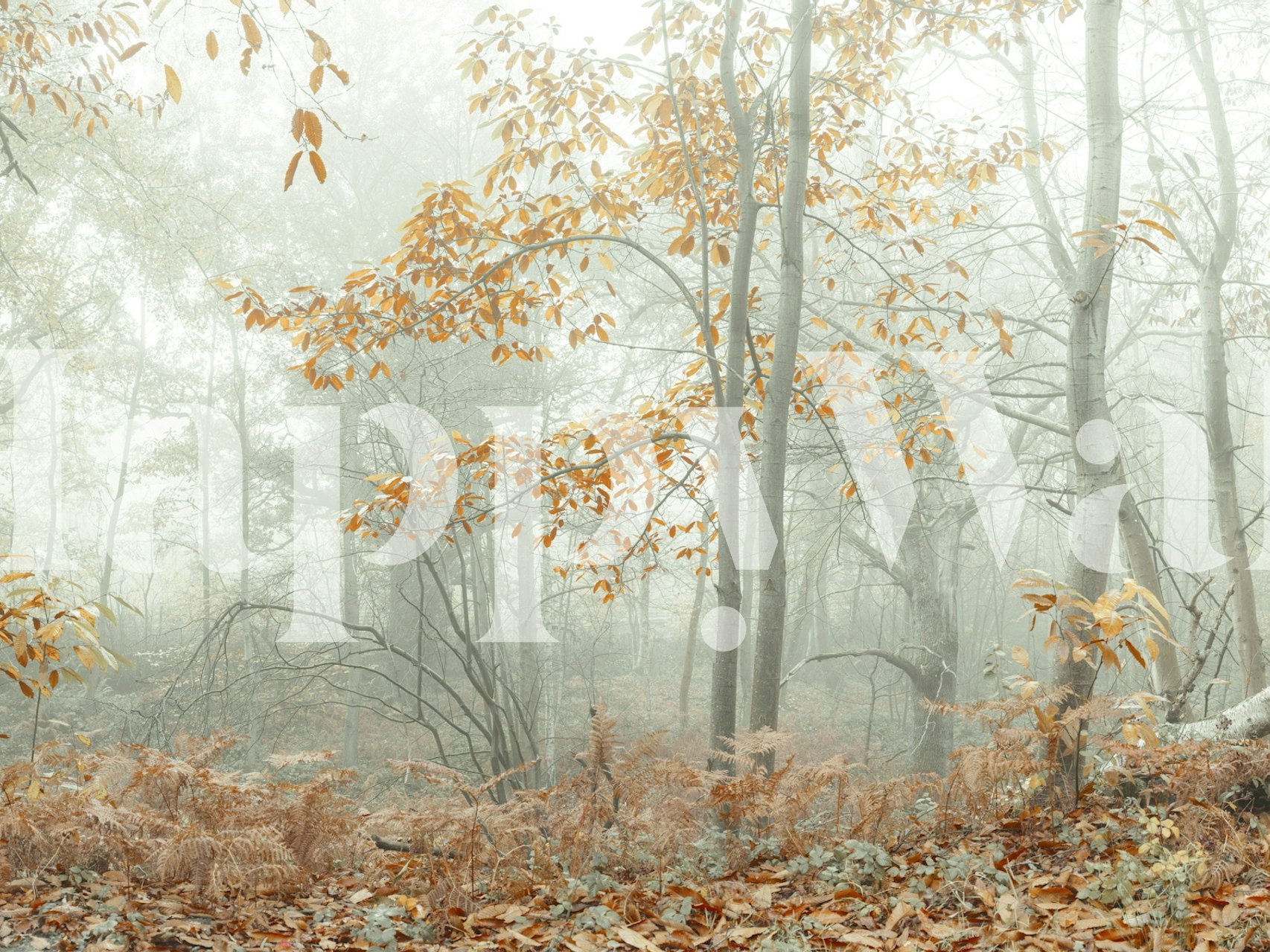 Misty Autumn Morning carta da parati in una stanza