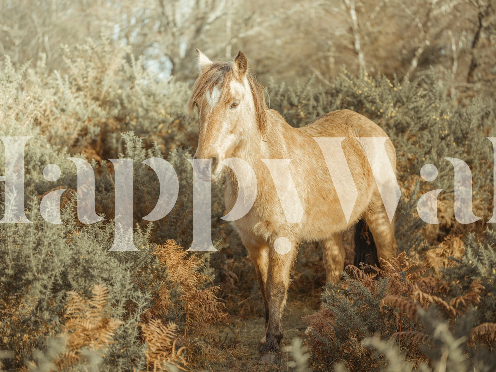 Wild Stallions wallpaper in a cozy room