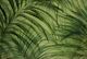 Midnight Jungle Lush Green Tropical Palm Cove