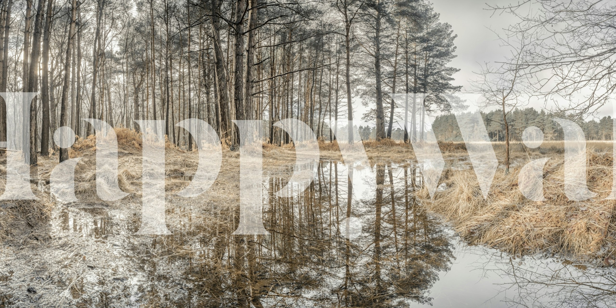 Tapeta Sylvan Serenity w otoczeniu natury