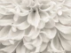 Dahlia Intricacies