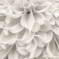 Dahlia Intricacies wallpaper