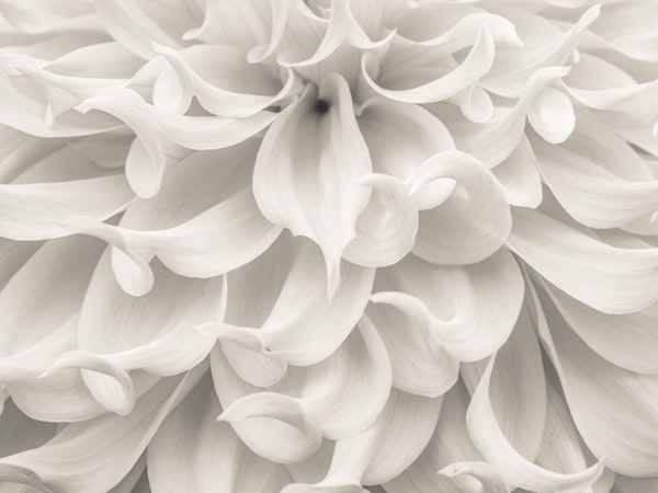 Dahlia Intricacies
