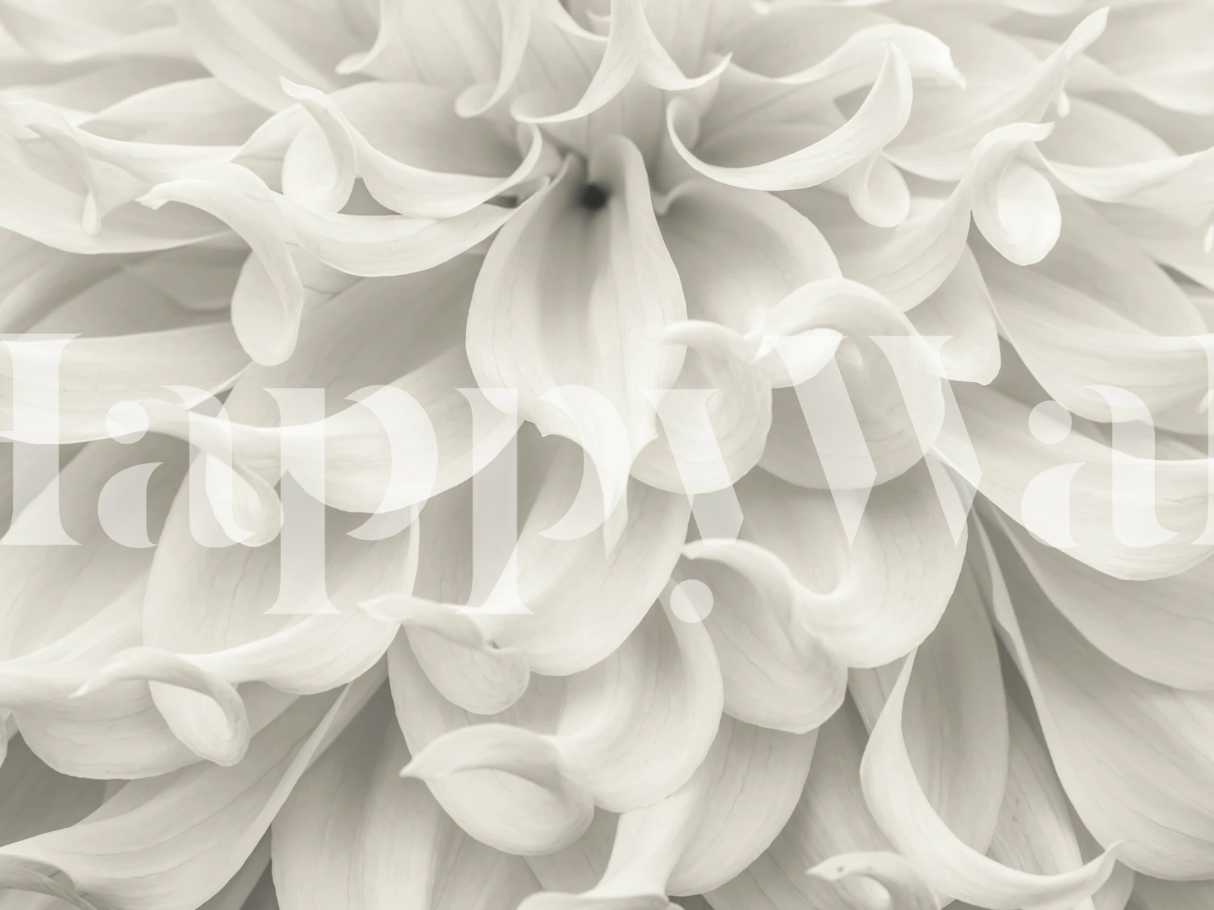 White dahlia petals floral wallpaper, soft curves, elegant style