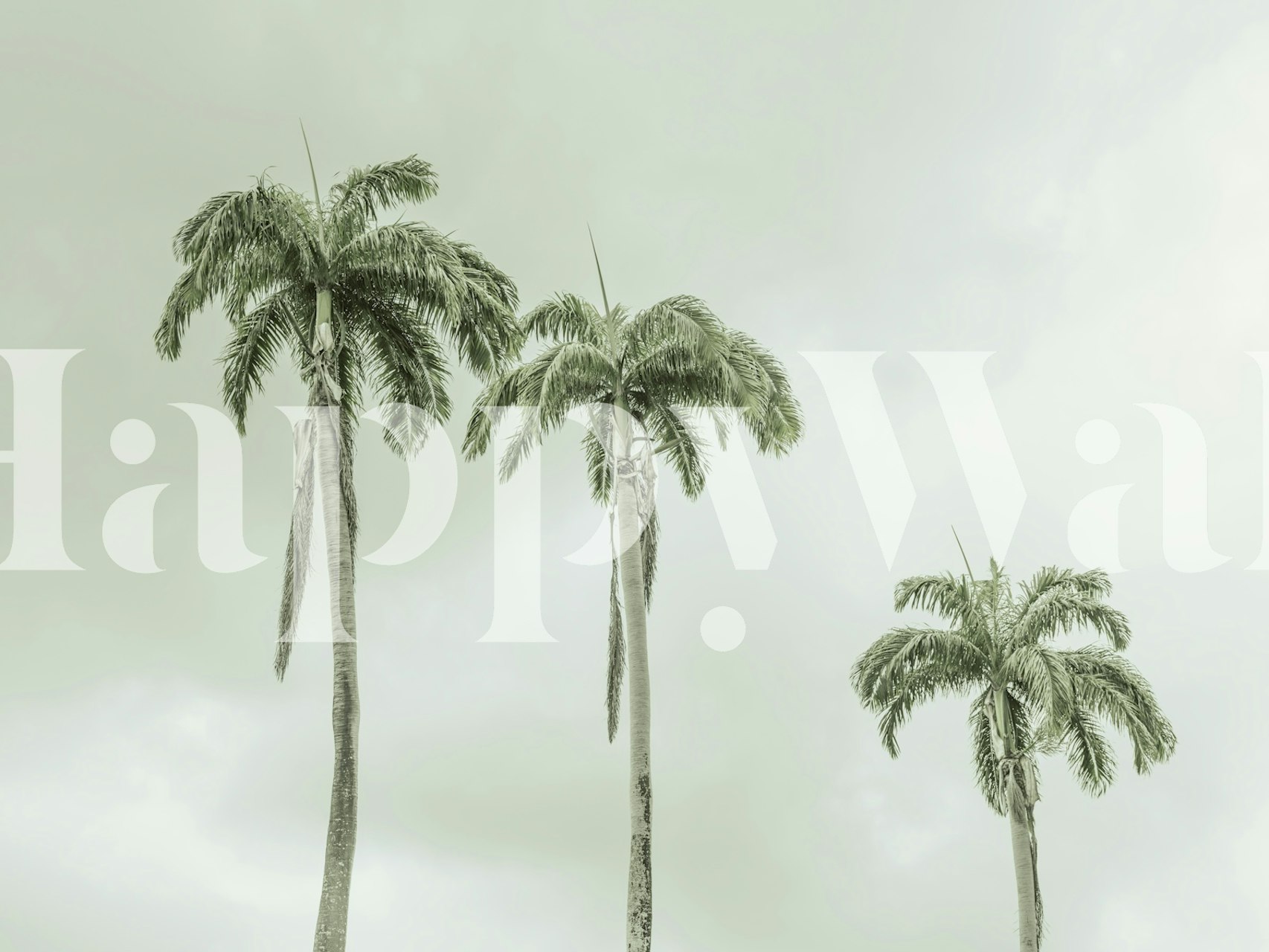 Swaying Elegance wallpaper featuring palm trees