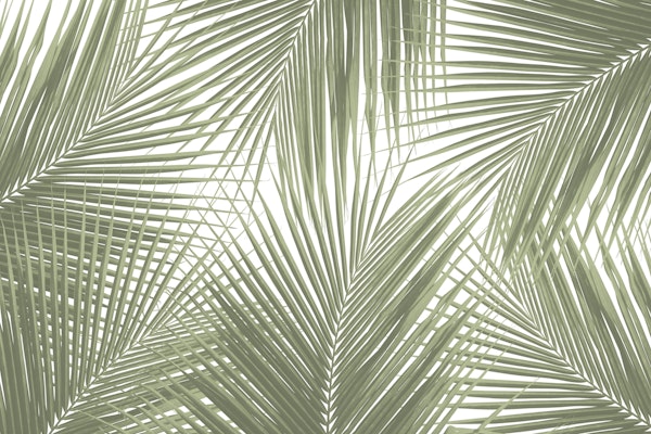 Green Palm Leaves Finesse 1