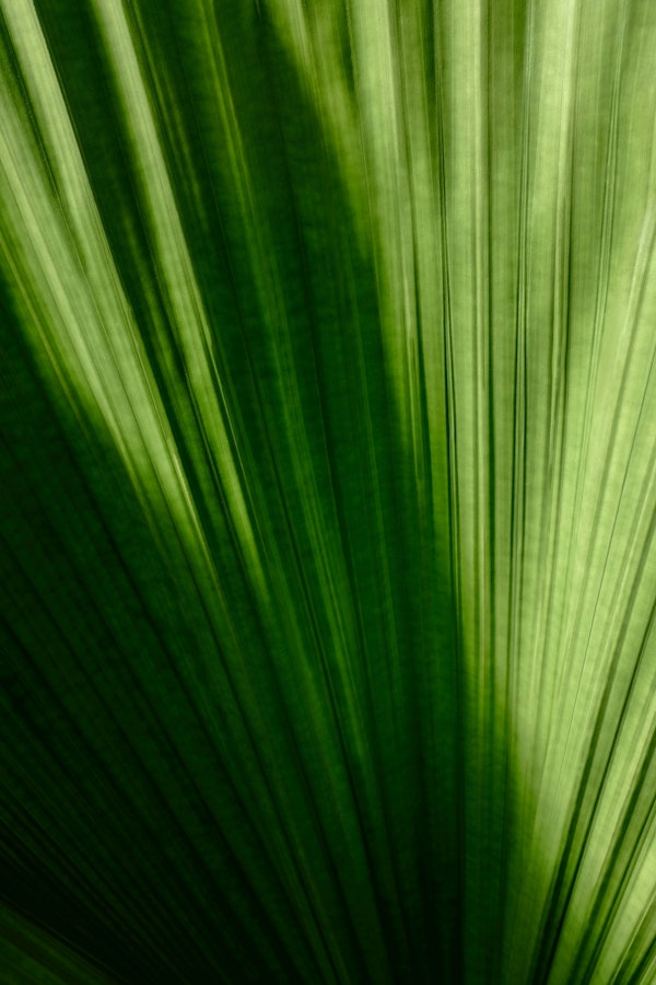 Palmleaf