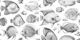 School of Uncanny Fish - Black & White