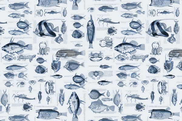 Fish And Sea Life Illustration Blue