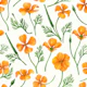 California poppies on off white