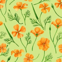 California poppies on light green tapetit