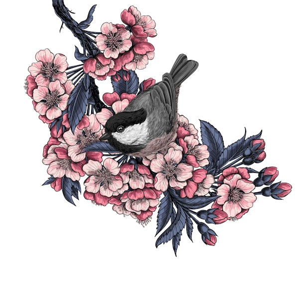 Chickadee on a cherry branch