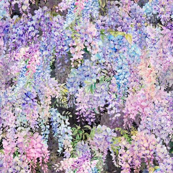 Blooming Wisteria 2