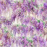 Purple Wisteria on Ivory tapete