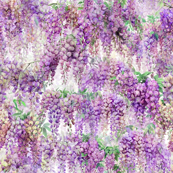 Purple Wisteria on White