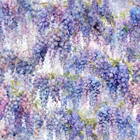 Blue Wisteria on White tapete