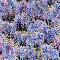 Blue Wisteria on Black ταπετσαρία