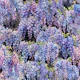 Blue Wisteria on Black