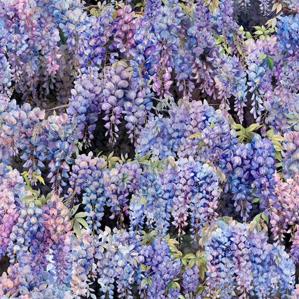Blue Wisteria on Black