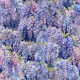 Blue Wisteria on Navy