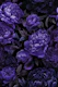 Moody Baroque Velveteen Flowers Plum Blue