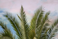 Dreamy Caribbean Palms 1 behang