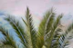 Dreamy Caribbean Palms 1