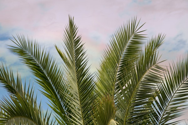 Dreamy Caribbean Palms 1