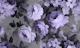 Nostalgic Flower Garden Purple