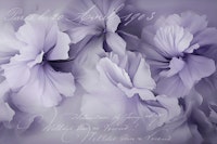 Floral Romance Memories Pastel Lilac tapete