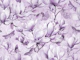 Magnolia And Butterfly Pastel Lilac Purple