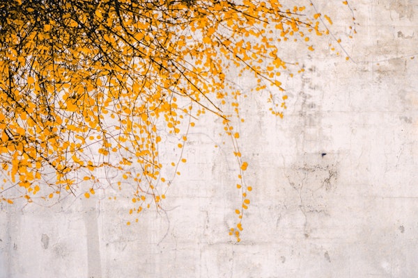 Tree - Yellow Leaves and Branches on Grey