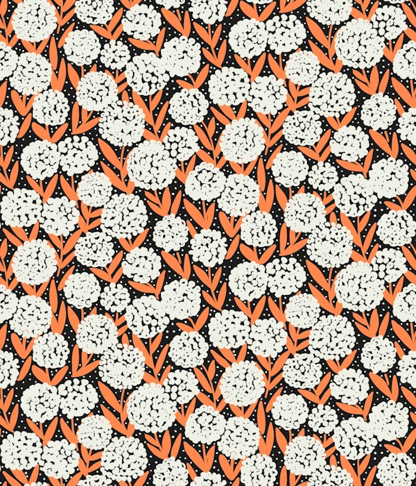 White and Orange Allium Flowers on Black
