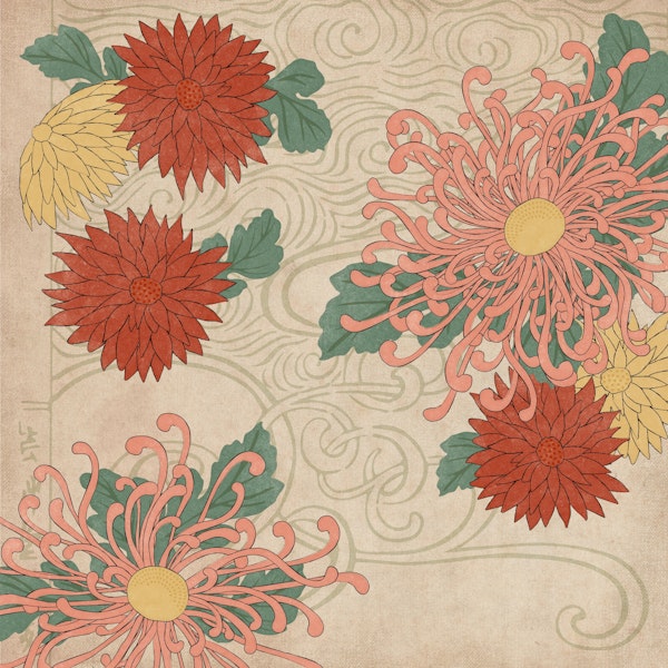 Japanese Chrysanthemum