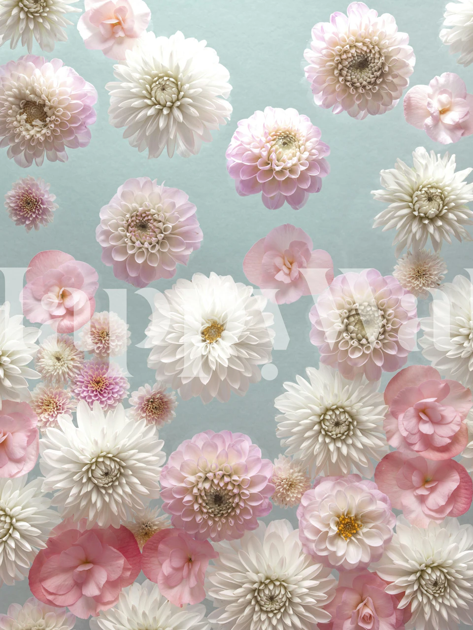 Floral wallpaper design featuring dahlias