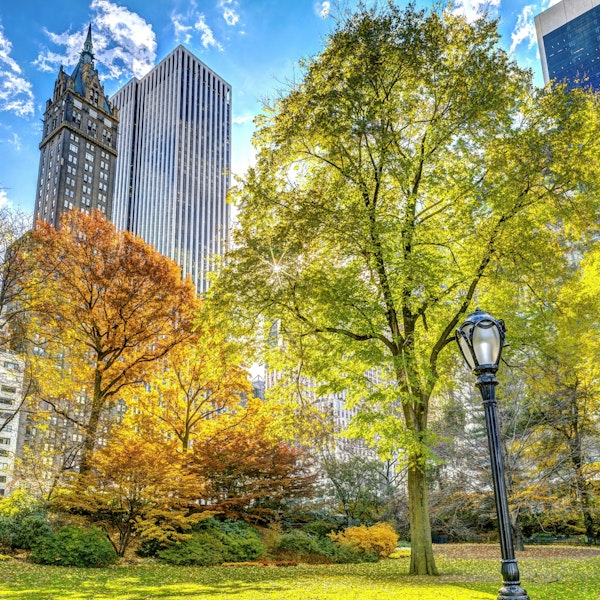 Central Park in Fall Colors