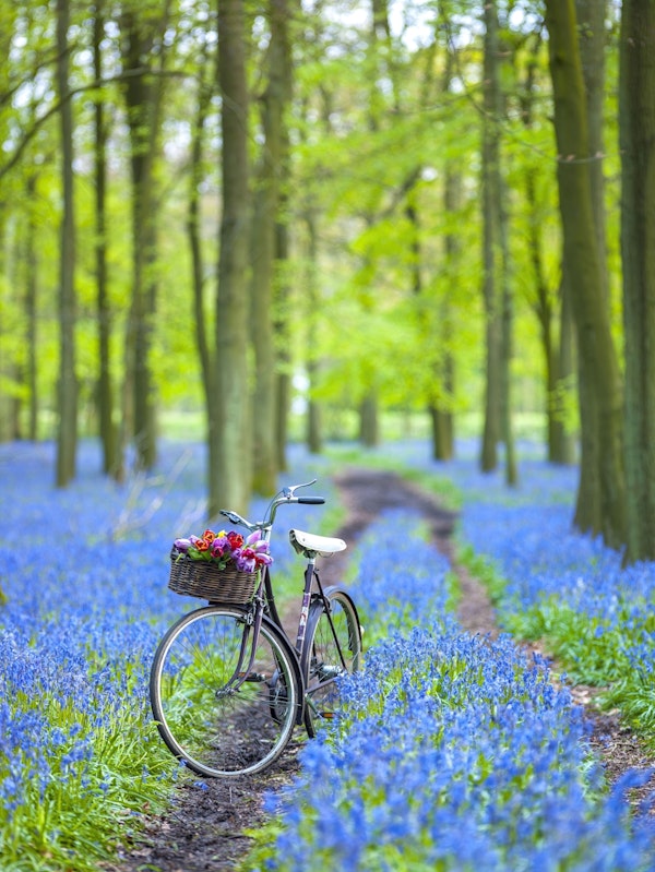Forest Path Discovery