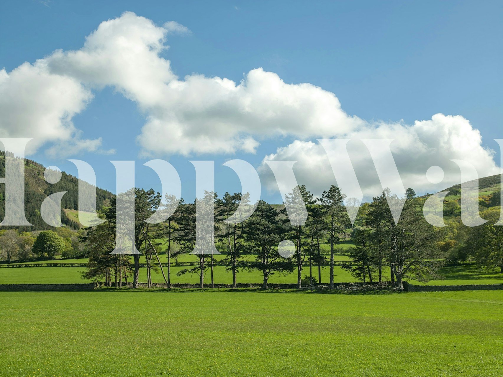 Countryside meadow wallpaper in a room