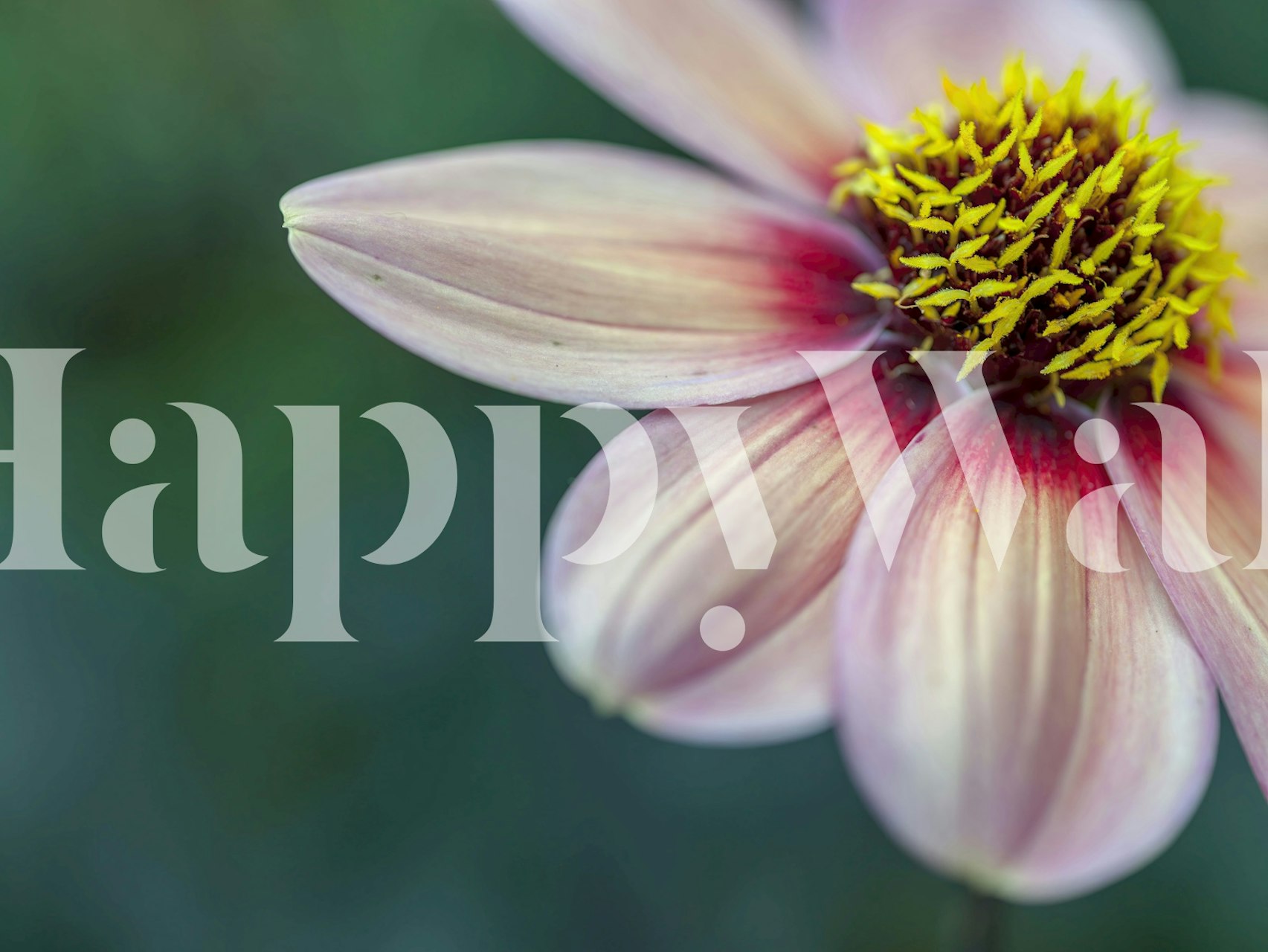 Ανθισμένο σχέδιο ταπετσαρίας με Petals of Passion