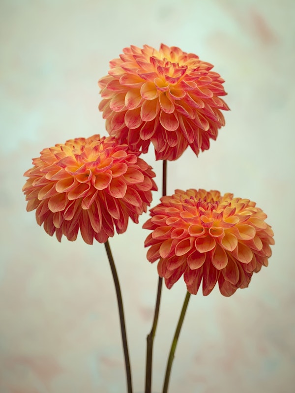 Triple Dahlia Delight