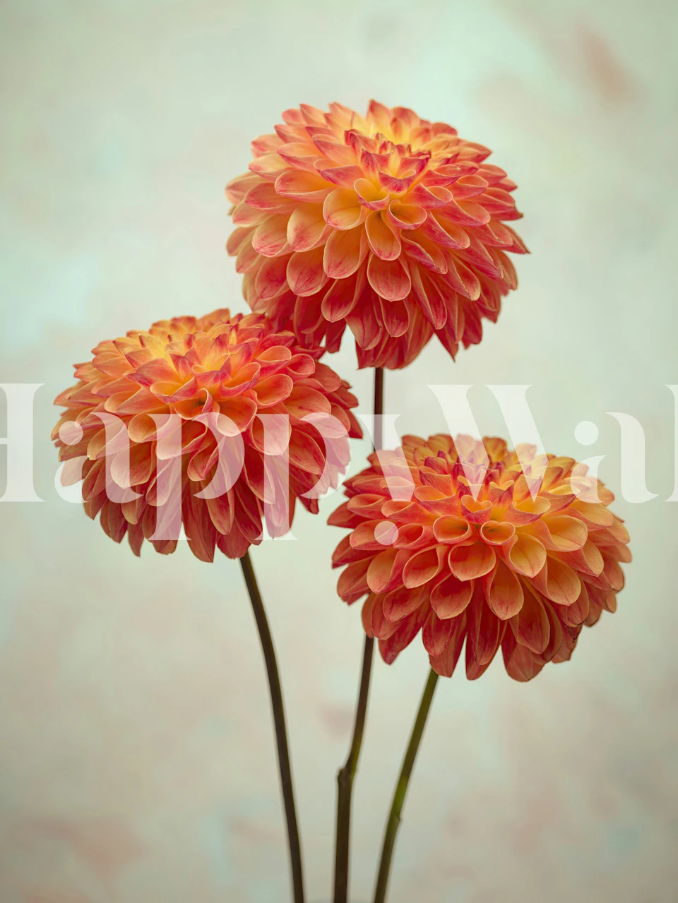 Three vibrant dahlia flowers wallpaper design
