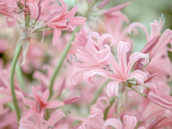 Nerine flowers