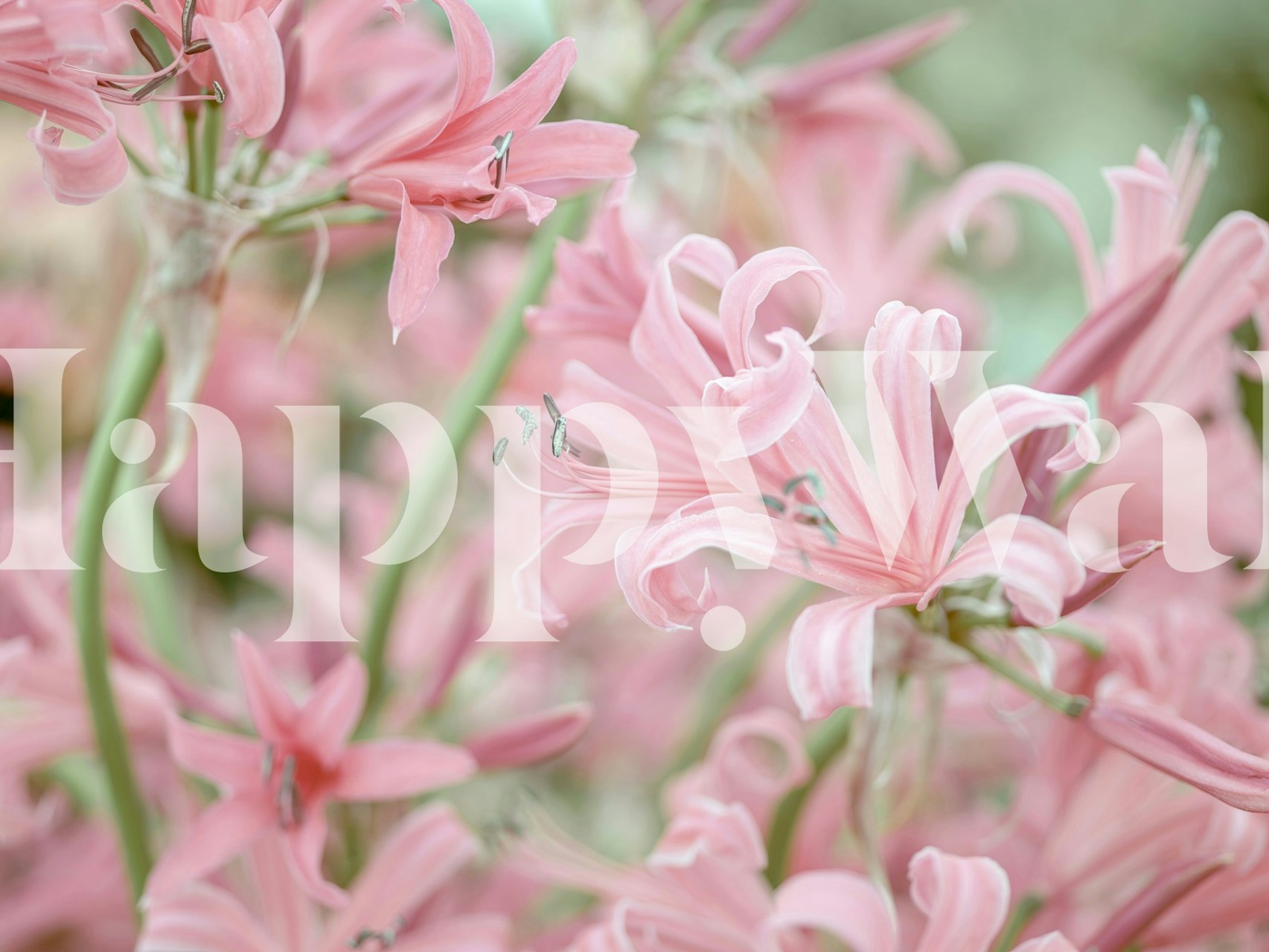 Pink nerine flowers in delicate arrangement wallpaper