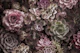 Desert Garden Moody Flower And Succulent
